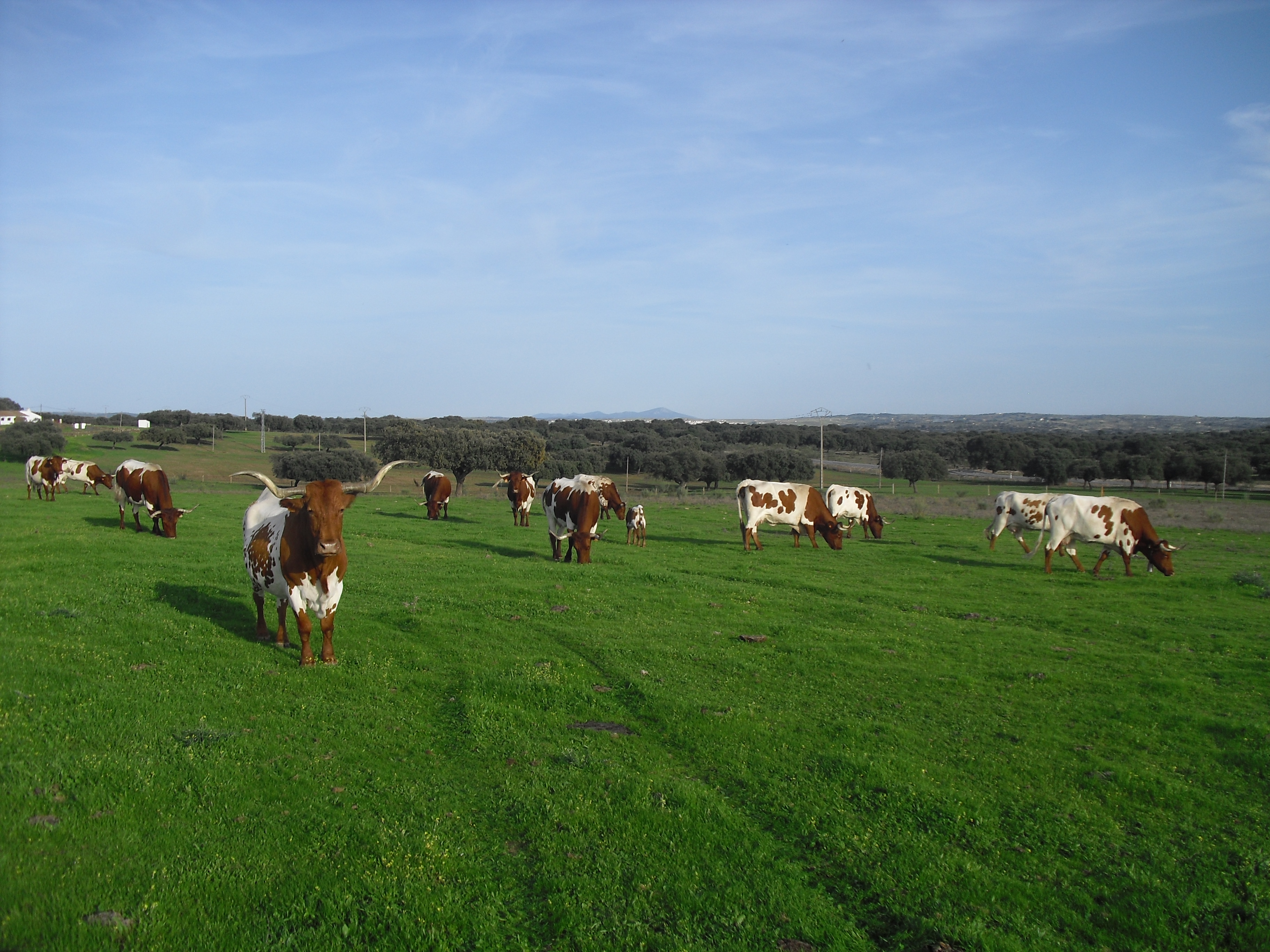 Ayudas en Extremadura para concentrar el ganado y comercializar en común