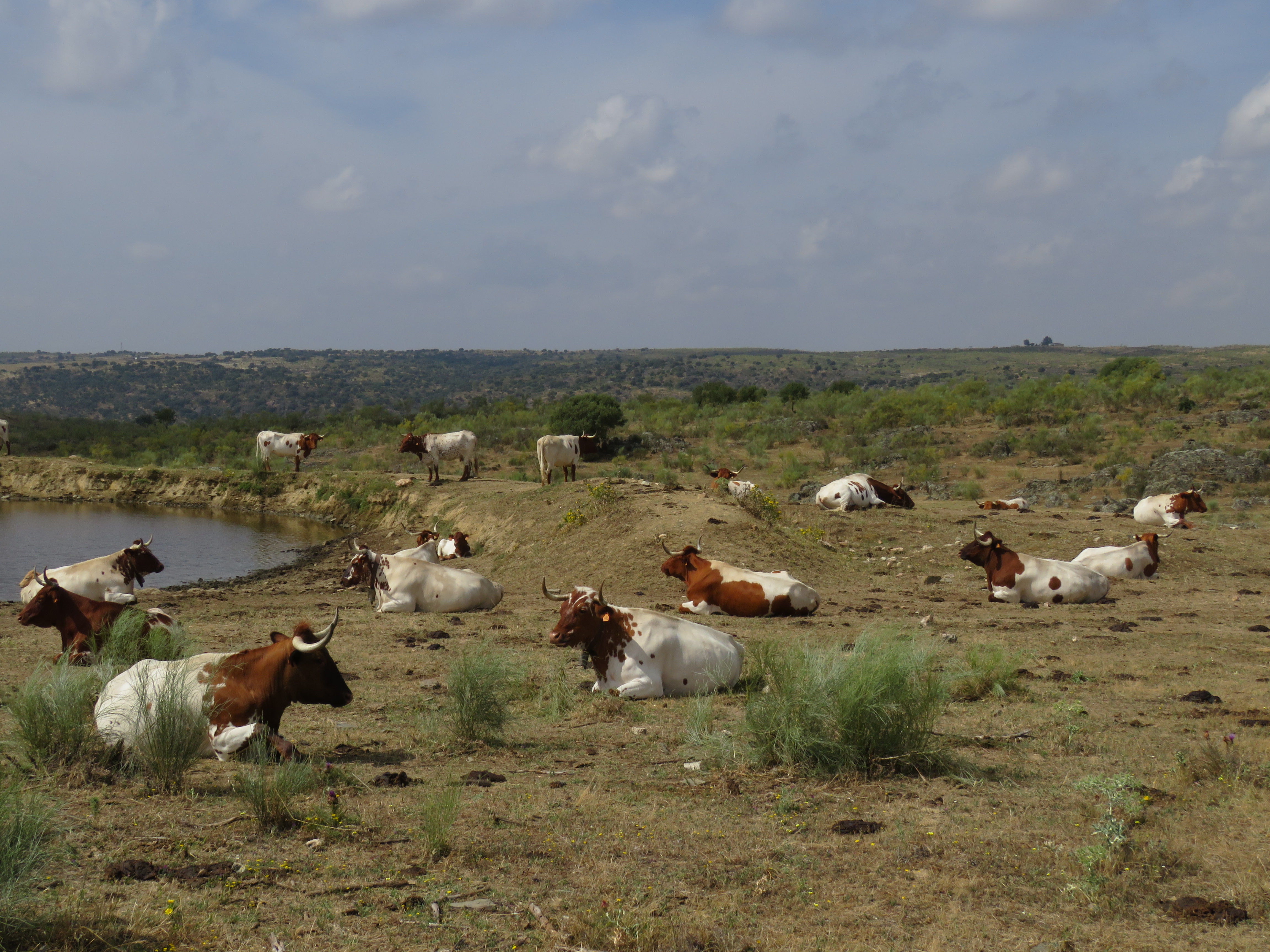 Ayudas para la mejora en bioseguridad de las explotaciones ganaderas extensivas de Extremadura