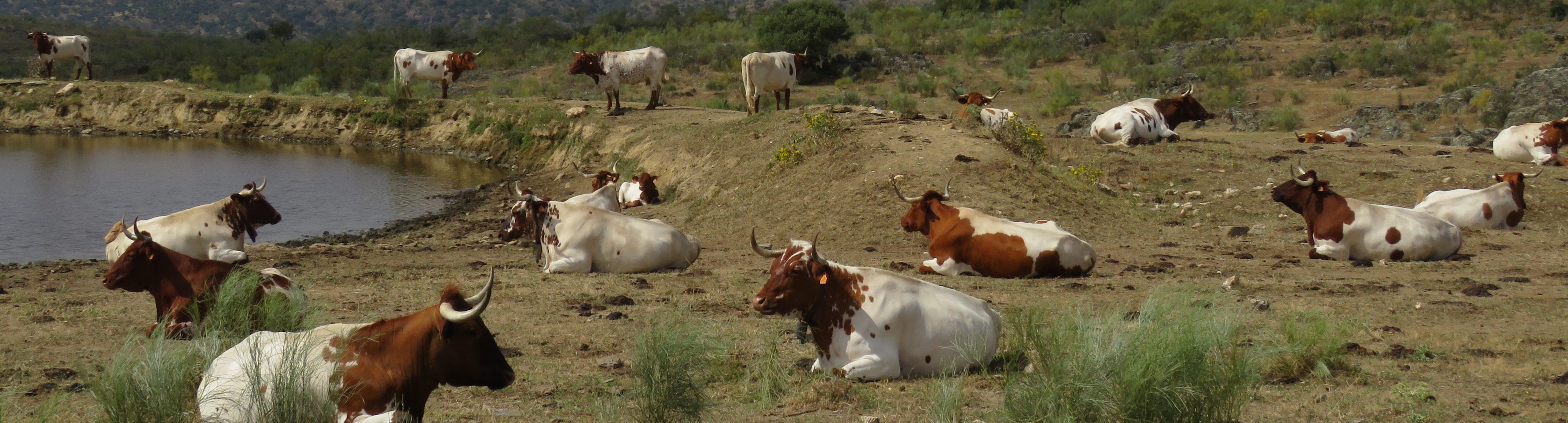 Ayudas a la mejora de la biodiversidad en ganaderías de vacuno y caprino en Extremadura
