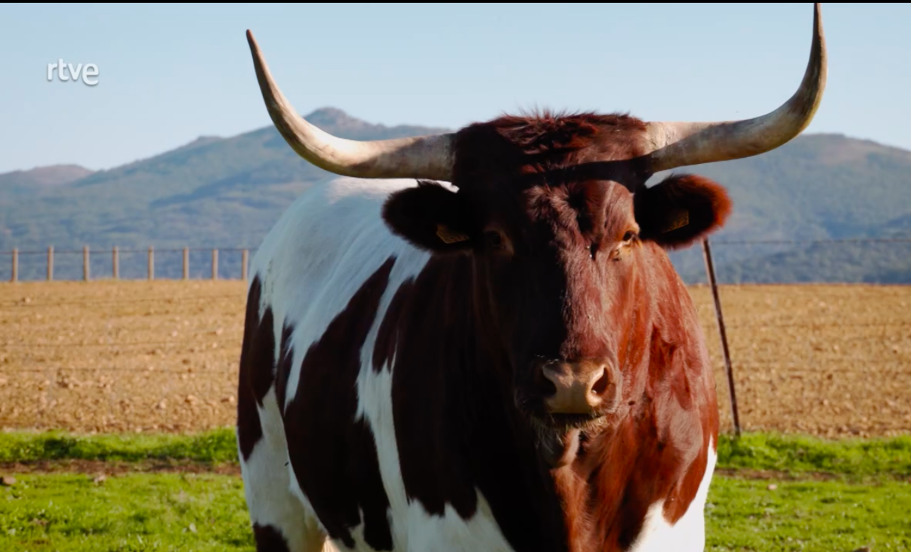Las Vacas Berrendas en el programa de televisión Aquí la tierra